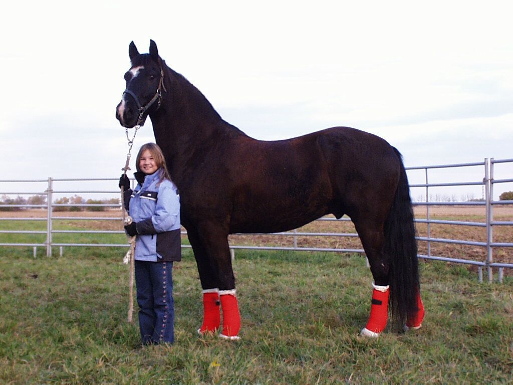 Drafted Sport Horses